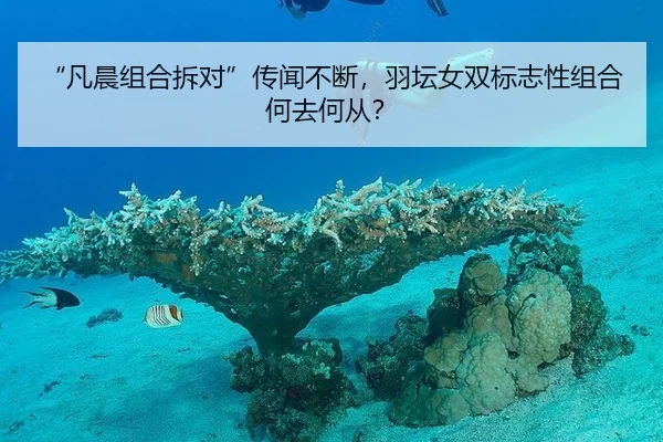 “凡晨组合拆对”传闻不断，羽坛女双标志性组合何去何从？